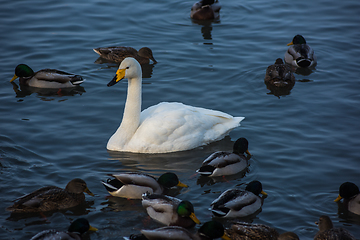 Image showing Whooper swans swimming in the lake