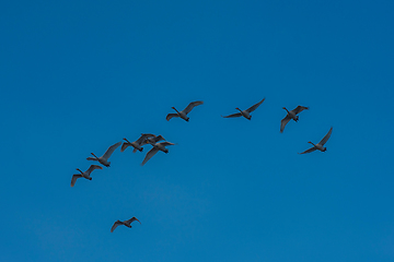 Image showing Flying whooper swans