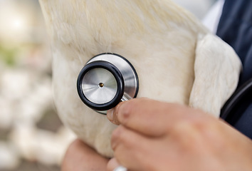 Image showing Chicken, health and stethoscope with vet, agriculture and livestock, poultry farming with doctor. Healthcare for animals, bird and closeup, person on farm for medical test on animal and wellness