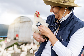 Image showing Chicken, animal healthcare and stethoscope with vet, agriculture and livestock, poultry farming in countryside. Health for animals, senior woman doctor on farm for medical test and wellness check