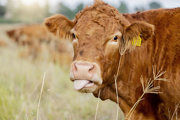 Image showing Farm, cow and tongue with cattle in a field for sustainability, agriculture or organic dairy farming. Nature, industry and grass with an animal in the countryside for the production of meat or milk