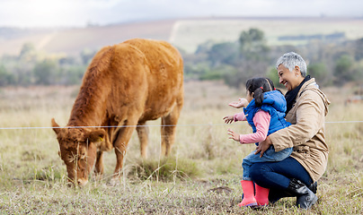 Image showing Cow, looking and child with grandmother on a farm for agriculture, farming and countryside experience. Sustainability, together and girl talking to a senior woman about cattle in a rural village