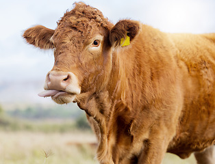 Image showing Cow funny face, countryside and agriculture field with milking and meat cattle outdoor. Sustainability, organic and eco friendly farming for beef production with cows tongue in nature by grass