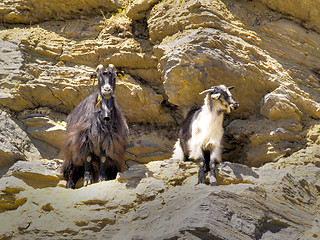 Image showing greek goats