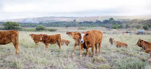 Image showing Cows, countryside and agriculture field with milking and meat cattle outdoor. Sustainability, organic and eco friendly farming for beef production with farm animals in grass landscape in nature