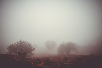 Image showing Trees in the fog, Fogo Island, Cape Verde