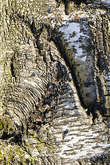 Image showing uneven tree bark