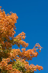 Image showing Fall Foliage