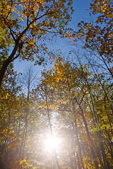 Image showing Sun Shining in the Woods