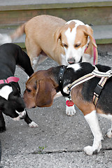 Image showing Dogs Greeting