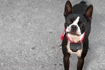 Image showing Curious Boston Terrier