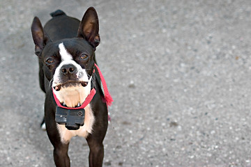 Image showing Boston Terrier