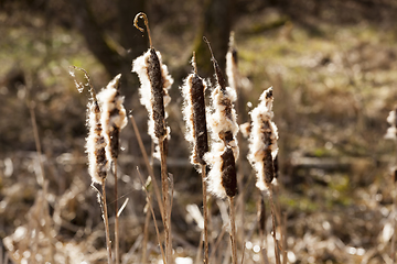 Image showing yellowed plants