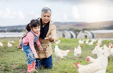 Image showing Family, farming and chicken, grandmother and child on farm in Mexico, feeding livestock with poultry and agriculture. Senior woman, girl and farmer on field in countryside, nutrition and sustainable