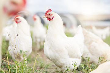 Image showing Chicken farming, animals and background field for sustainable production, agriculture growth and food ecology. Poultry farm, birds and environment in countryside for eggs, protein and land in nature