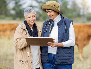 Image showing Vet, cow or senior farmer with checklist for animals healthcare wellness or agriculture on grass field. Happy people working in countryside barn farming steak meat livestock or cattle beef production