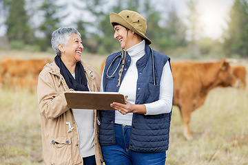 Image showing Cow, vet or senior farmer with checklist on field for meat, beef or cattle food industry inspection. Happy people farming livestock, cows or agriculture animals for milk production and management