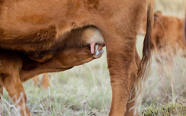 Image showing Baby cow drinking milk, countryside and agriculture field with milking cattle outdoor. Sustainability, calf feeding and eco friendly farming for beef production with farm cows in grass landscape