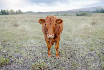 Image showing Cow portrait, countryside and agriculture field with milk and meat cattle outdoor. Sustainability, organic and eco friendly farming for beef production with farm animals in grass landscape in nature