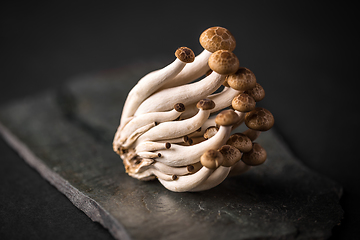 Image showing Fresh shimeji mushrooms