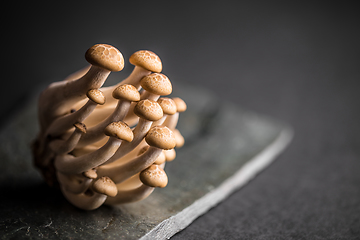 Image showing Fresh shimeji mushrooms