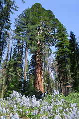 Image showing Sequoia National Park