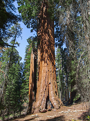 Image showing Sequoia National Park