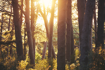 Image showing Sunrise, sunshine or trees in nature forest, trekking woods or earth growth in Japan adventure, relax or morning peace. Sunset, hiking or leaf environment in sustainability planet or eco conservation