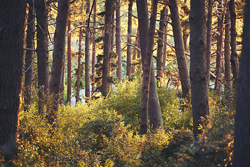 Image showing Summer, sunshine or trees in nature forest, trekking woods or earth growth in Japan adventure, relax or morning peace. Freedom, hiking or leaf environment in sustainability planet or eco conservation