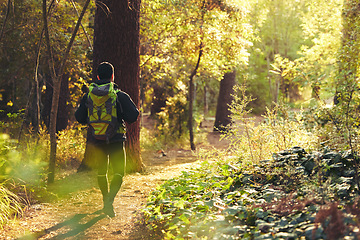 Image showing Hiker, backpacker and hiking in nature forest, trekking woods or trees for adventure, relax workout or fitness exercise. Behind man, walking or person in environment, travel or morning wellness