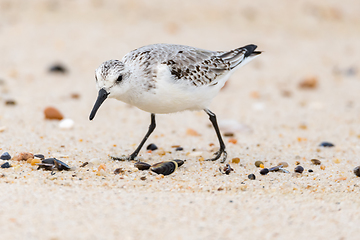 Image showing Small Seagull on Beach Sand