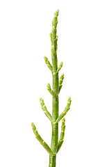 Image showing Fresh marsh samphire