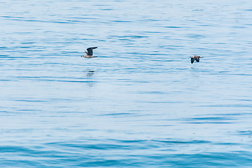 Image showing Seagulls flying over the water