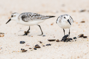 Image showing Small Seagulls on Beach Sand