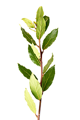 Image showing Detail of laurel branch