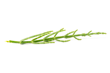 Image showing Fresh marsh samphire