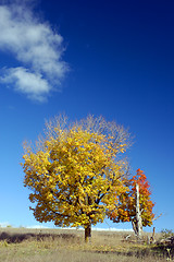 Image showing Fall Colours