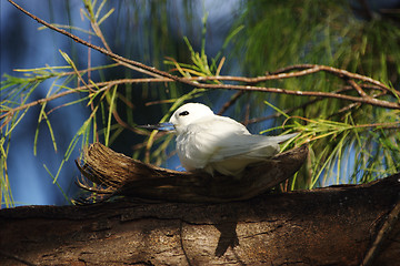 Image showing Exotic bird on nestle. Morning.