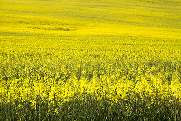 Image showing rapeseed flowers