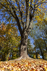 Image showing maple leaves