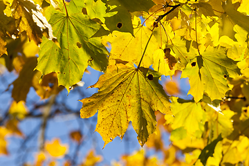 Image showing autumn yellow foliage