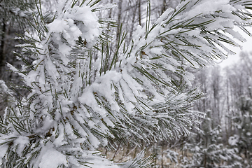 Image showing pine trees in winter