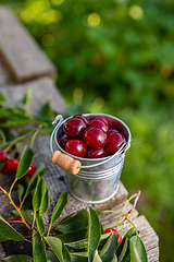 Image showing Delicious sour cherries