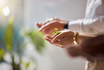 Image showing Plants in group hands for business growth, eco friendly development and sustainability in green startup project. People palm closeup with sapling soil for sustainable investment and climate change