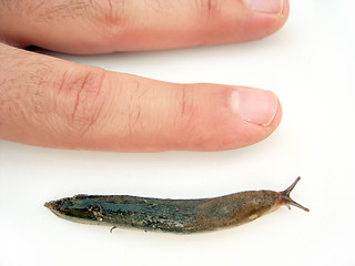 Image showing Actual Size Slug