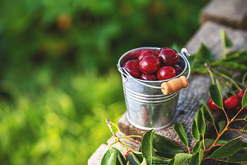 Image showing Fresh sour cherries