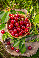 Image showing Fresh sour cherries