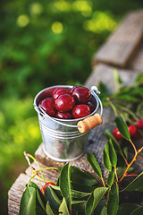 Image showing Ripe sour cherries