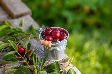 Image showing Freshly picked cherries