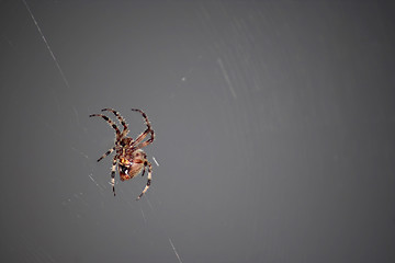 Image showing Scary Spider